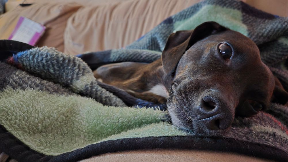Walter the dog at rest, laying down and looking at the camera side ways