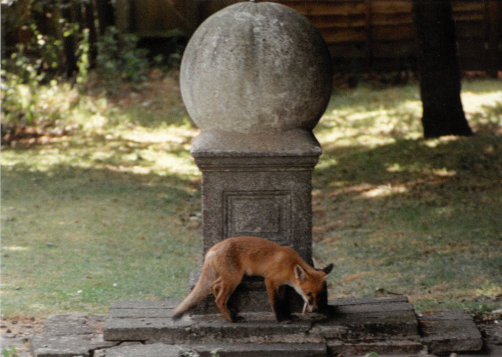 Foxcub by the sundial in the garden at Vestry House Museum, Walthamstow, 1994. 

📷 ©Vestry House Museum, from collection available in our Searchroom.