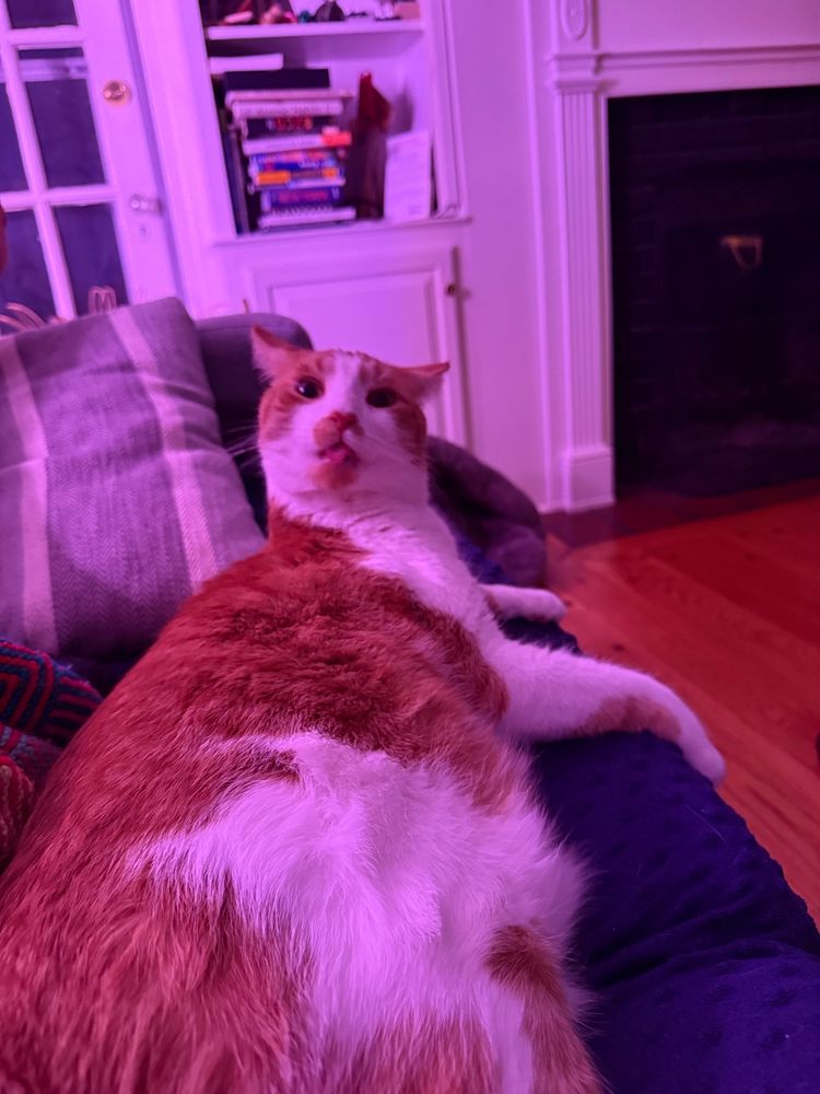 Rusty the orange cat caught mid bath making silly faces. 