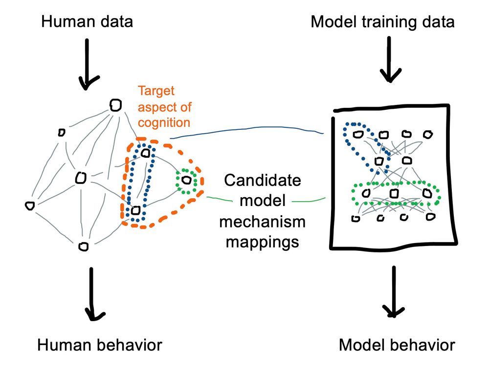 Figure 1. A schematic depiction of a model-mechanism mapping between a human learning system (left side) and a cognitive model (right side). Candidate model mechanism mappings are pictured as mapping between representations but also can be in terms of input data, architecture, or learning objective.