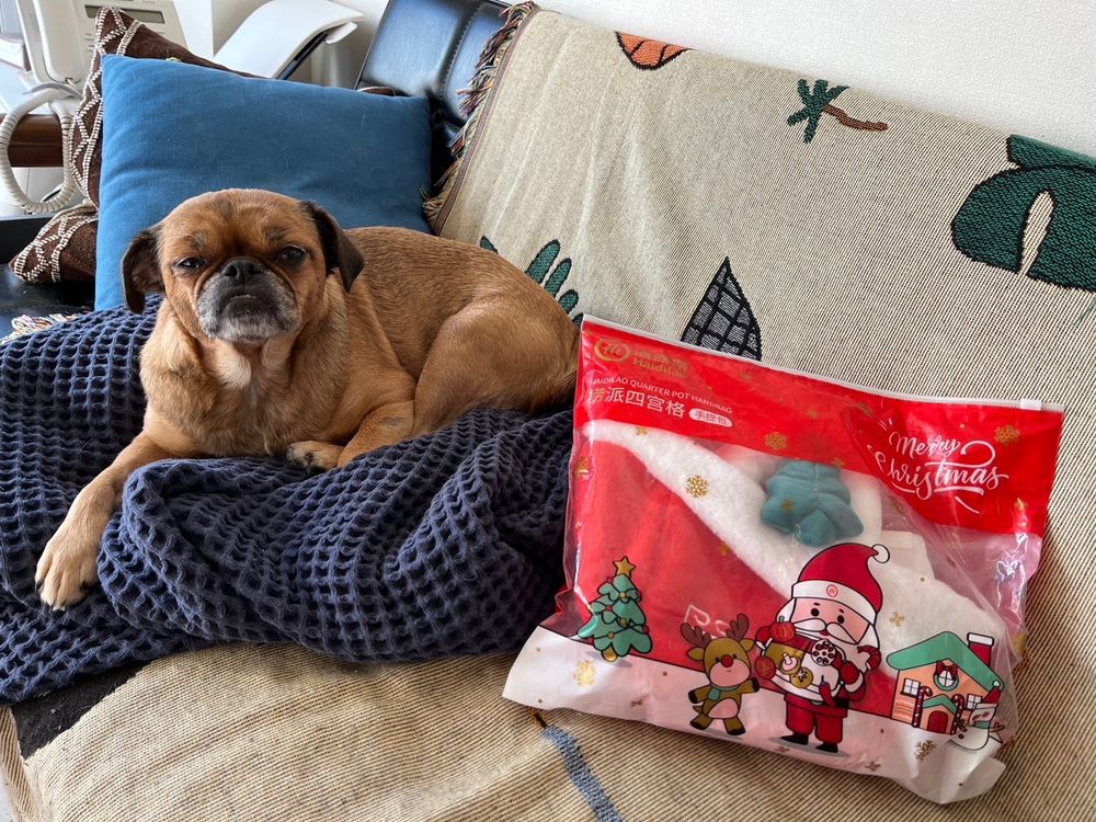 ソファでくつろぐ犬の横に、サンタとトナカイがデザインされた袋が置いてあります。