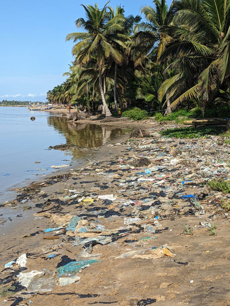 Plastic litter in a mangrove habitat 