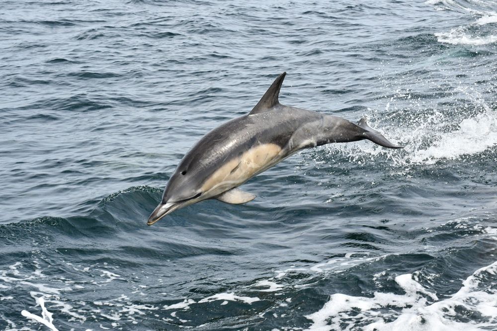 A common dolphin leaping out of the water