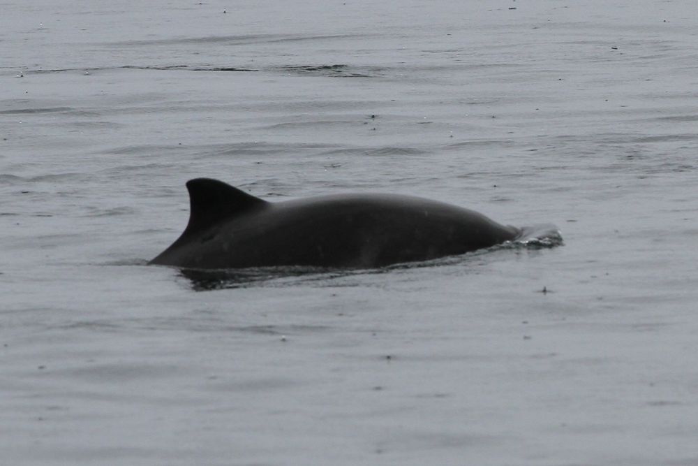 Harbour porpoise swimming at the water's surface