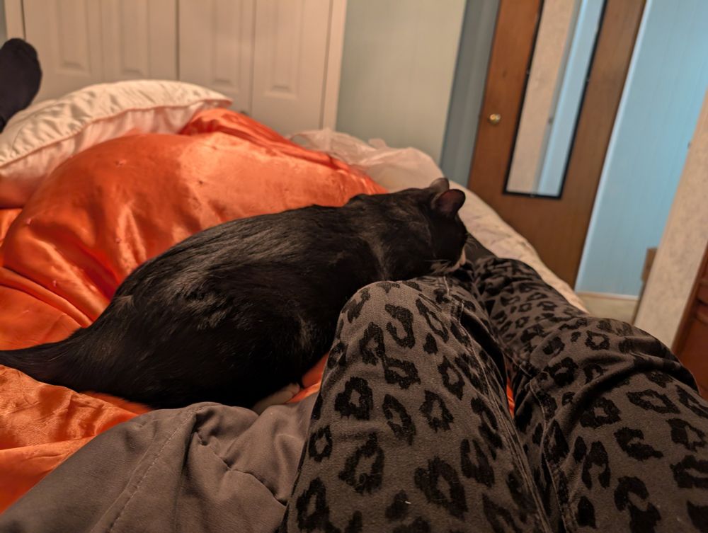 A very sleepy black cat with a white nose, who has passed out on my legs. I'm wearing black leopard print skinny jeans. She is drooling in her sleep. Sometimes she chatters and twitches. I think she's dreaming about birds.