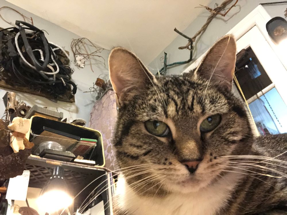 Mackerel tabby regarding you with her deceptively serene green eyes 