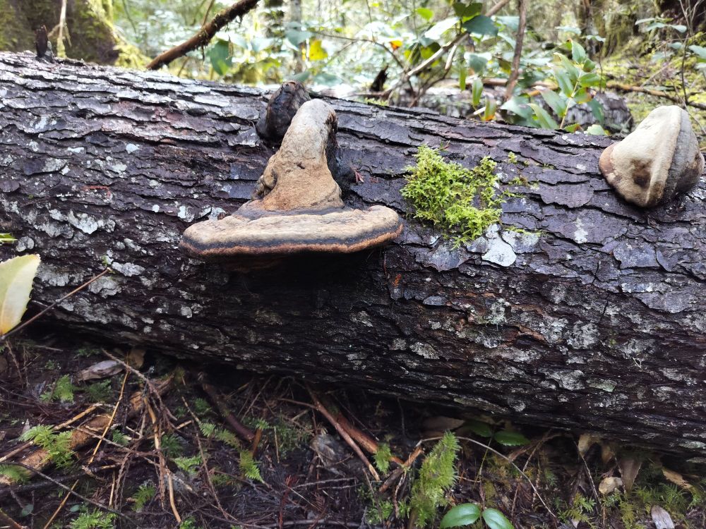 A mushroom exhibiting geotropism, ie reorienting itself to face the ground after its host tree has fallen. It appears in the shape of a witches hat because of this phenomenon.