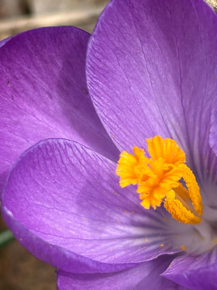 Purple crocus in bloom