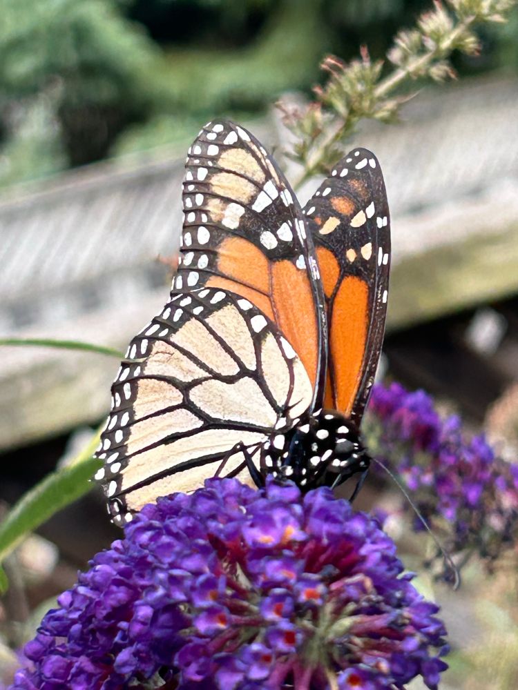 Monarch enjoying purple flower on butterfly bush