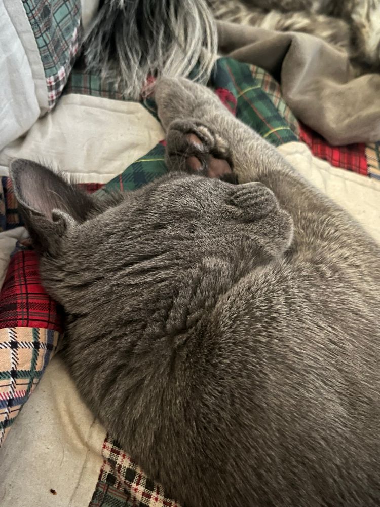 Grey kitten,
Asleep. 