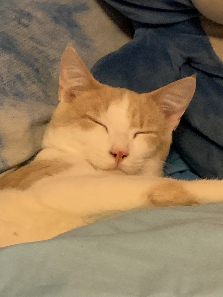 An image of my blonde and white colored cat named Tristan