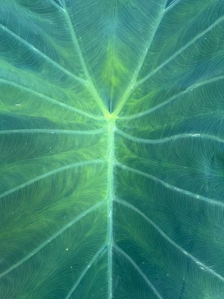 Upclose of a green leaf with exquisite symmetry, with a range of green hues.
