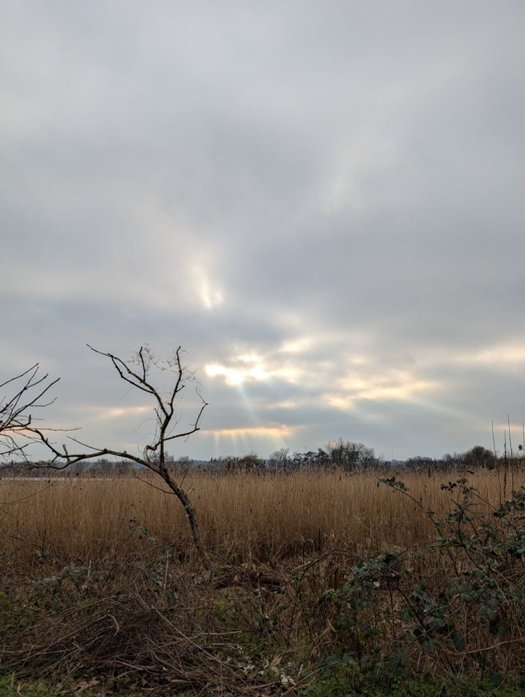 A picture of reeds at a wetlands with the sun trying to shine through the clouds