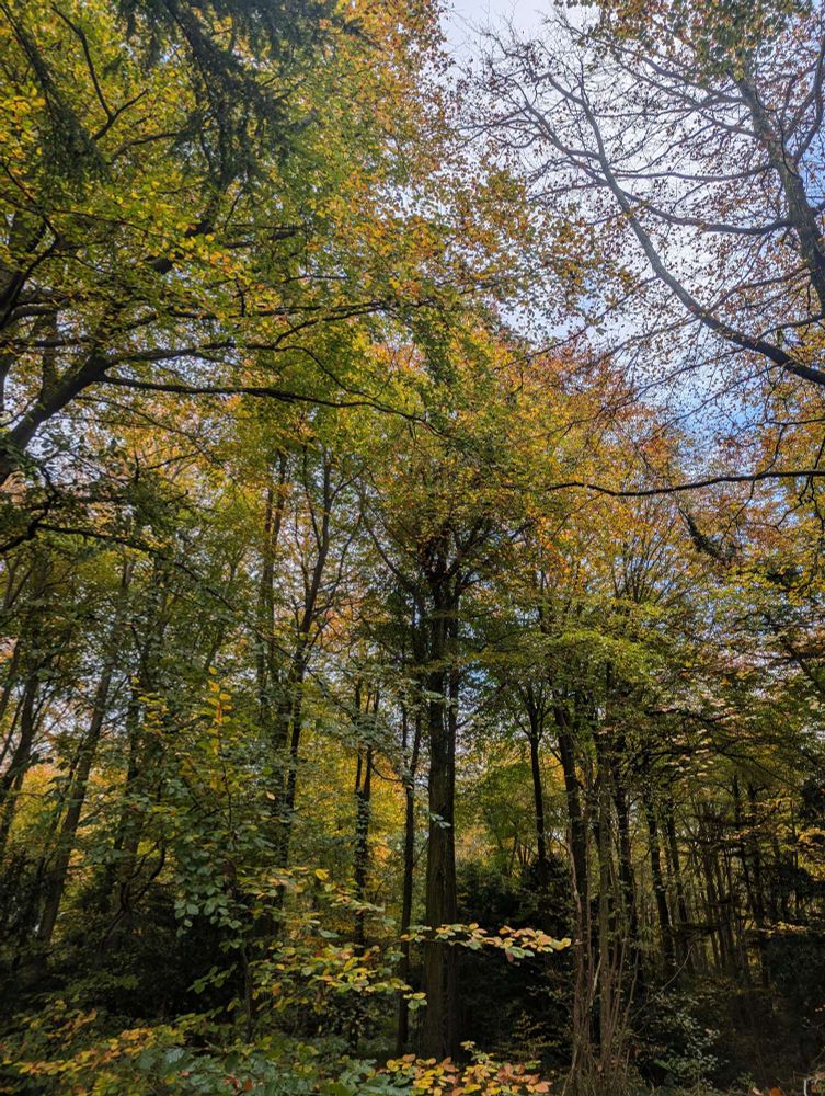 A lot of autumn trees with the light shining through the leaves
