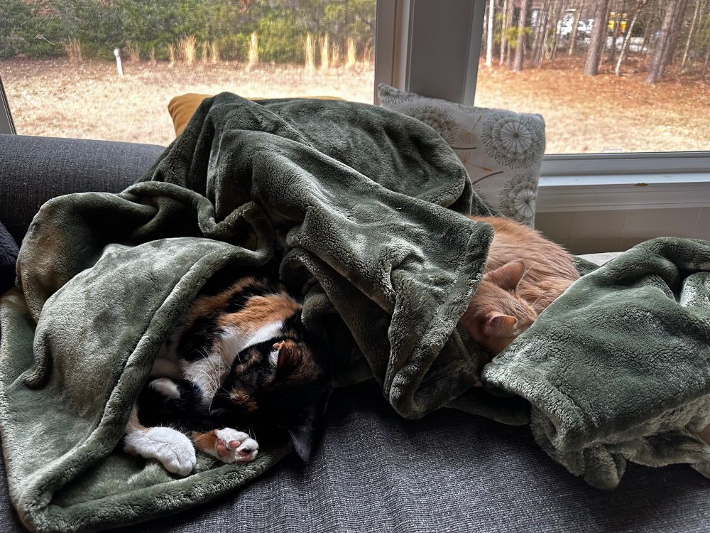 Two cats laying wrapped in a dark green fuzzy blanket 