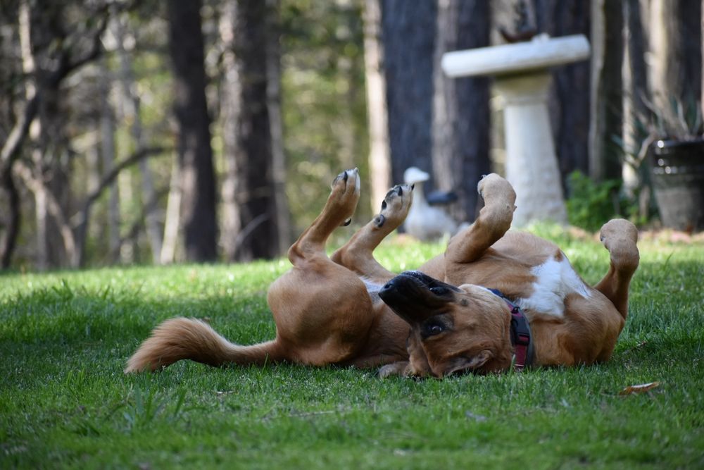 Brown short haired dog laying on her back with feet in the air in the grass in a front yard