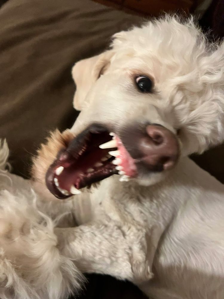 Cooper, a cream-colored poodle mix, is fiercely baring his teeth. He looks SUPER SCARY... for a fluffy marshmallow. He's just playing, of course. We play the "scary face" game all the time.