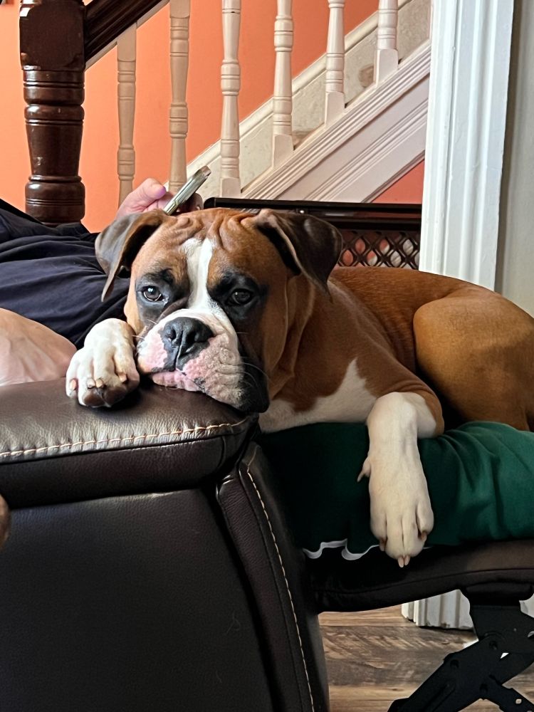 Boxer dog Anakin contemplating the hardships of life while sitting with his dad. 