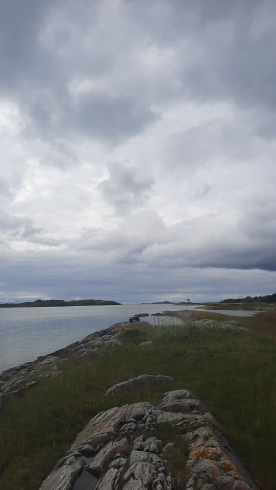 Utsikt mot horisonten og et enslig fyr i det fjerne. Himmelen er full av skyer i gråtoner, og i forgrunnen ser vi grønt gress og noen bergknauser. To glade, våte labradorer nyter at båndtvangen er over og at fugleungene er på vingene så de får lov til å løpe løs og være så våte som labradorer helst er. 