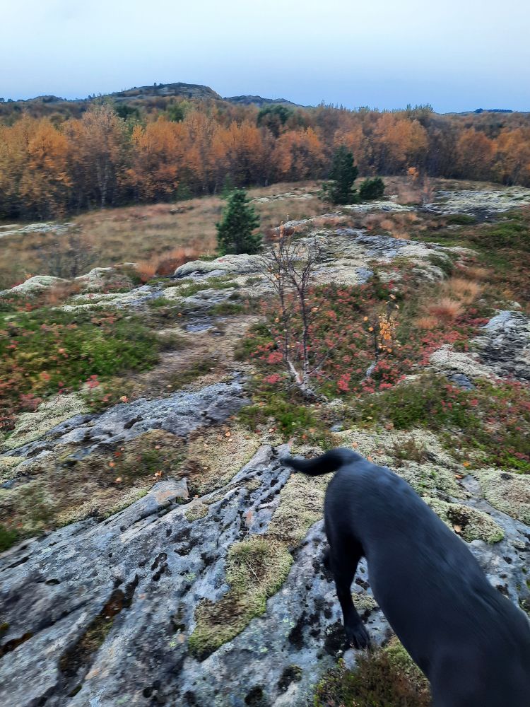 Autumn landscape showing orange and red colours on the birch trees and bracken, grey clouds and grey stone and moss. A black labrador is heading out of the shot. 