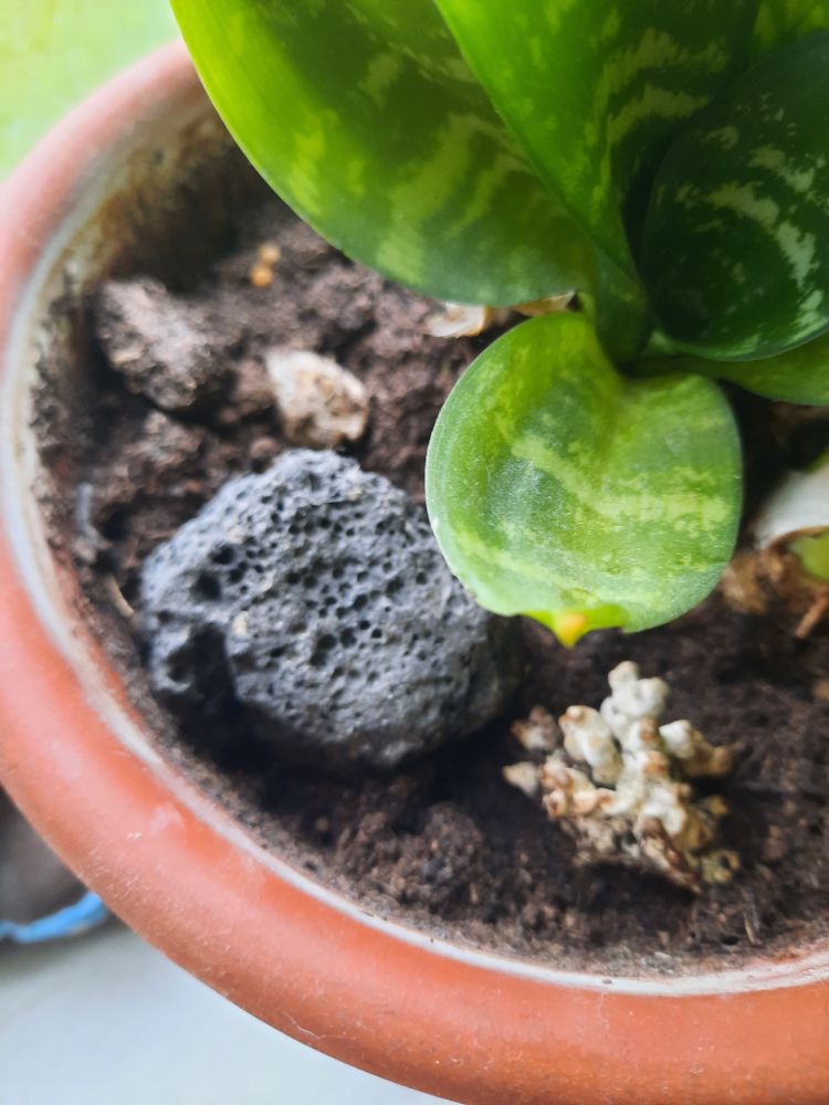 En sort lavastein og en skitten hvit korall ligger oppå jorda i en terracotta-bøomsterpotte. De grønne bladene fra en potteblomst jeg aldri husker navnet på dekker øvre høyre hjørne. De er spisse, grønne og lett variegerte. 