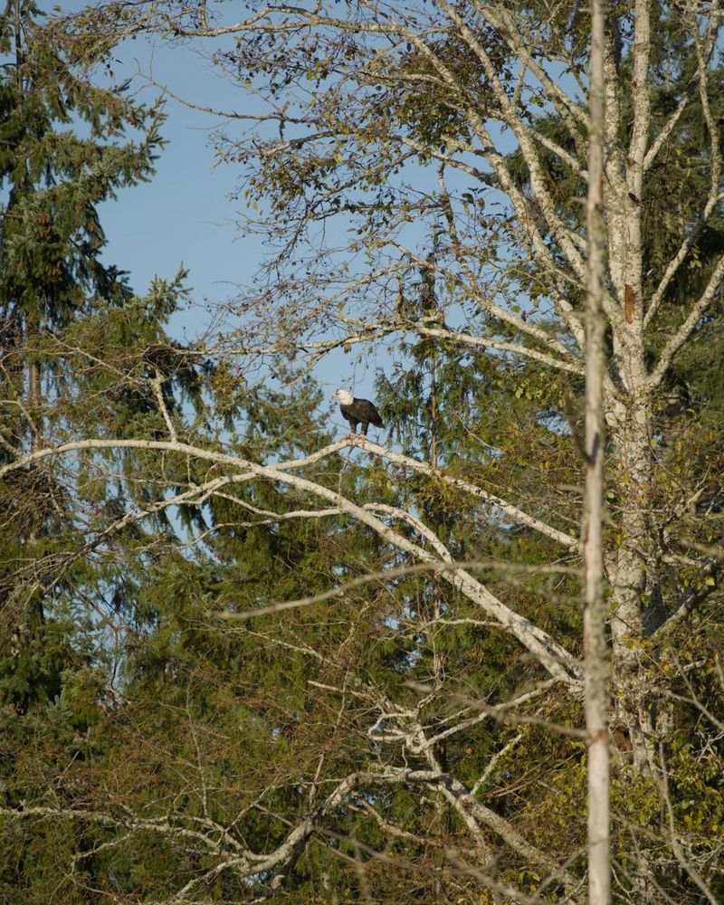 Bald eagle on a tree limb, it is holding a fish under one of its feet