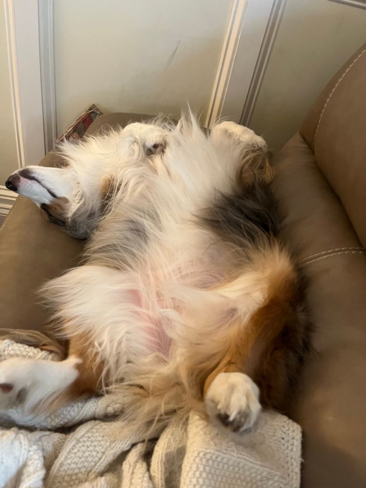 Briar begging for a belly rub