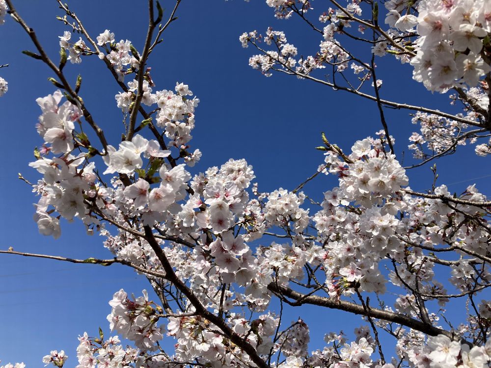 満開の桜の花が青空の下で咲き誇っている様子。枝いっぱいに白と淡いピンクの花が広がる。背景の空は画面下に向かって徐々に白くなる。