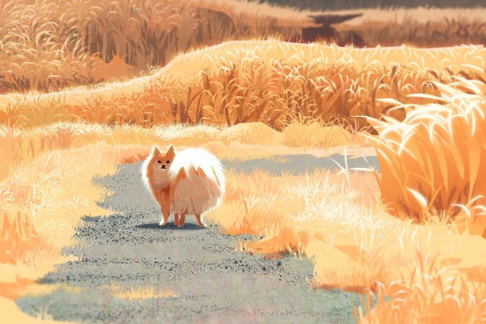Illustration of a slightly smiling pomeranian looking back at you from a gravel path through a golden field. 