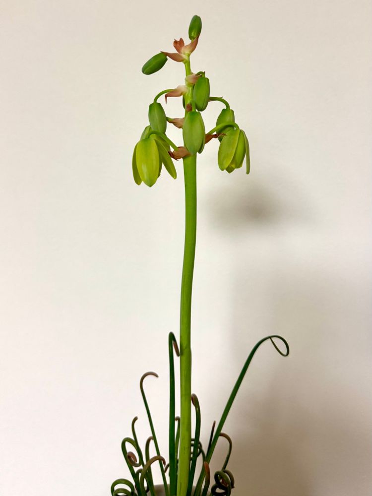 花をつけたアルブカ・スピラリス・フリズルシズル 