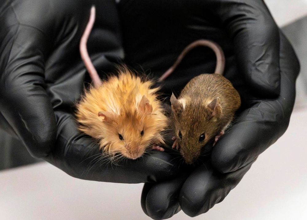 Genetically altered tribble-like mouse.