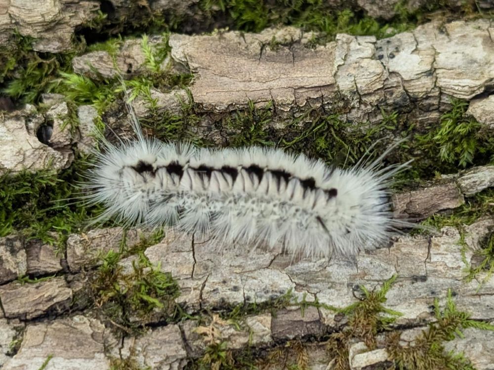 Fuzzy, spiny white caterpillar with black bands on a mossy log.
Hickory Tussock Moth (Lophocampa caryae)