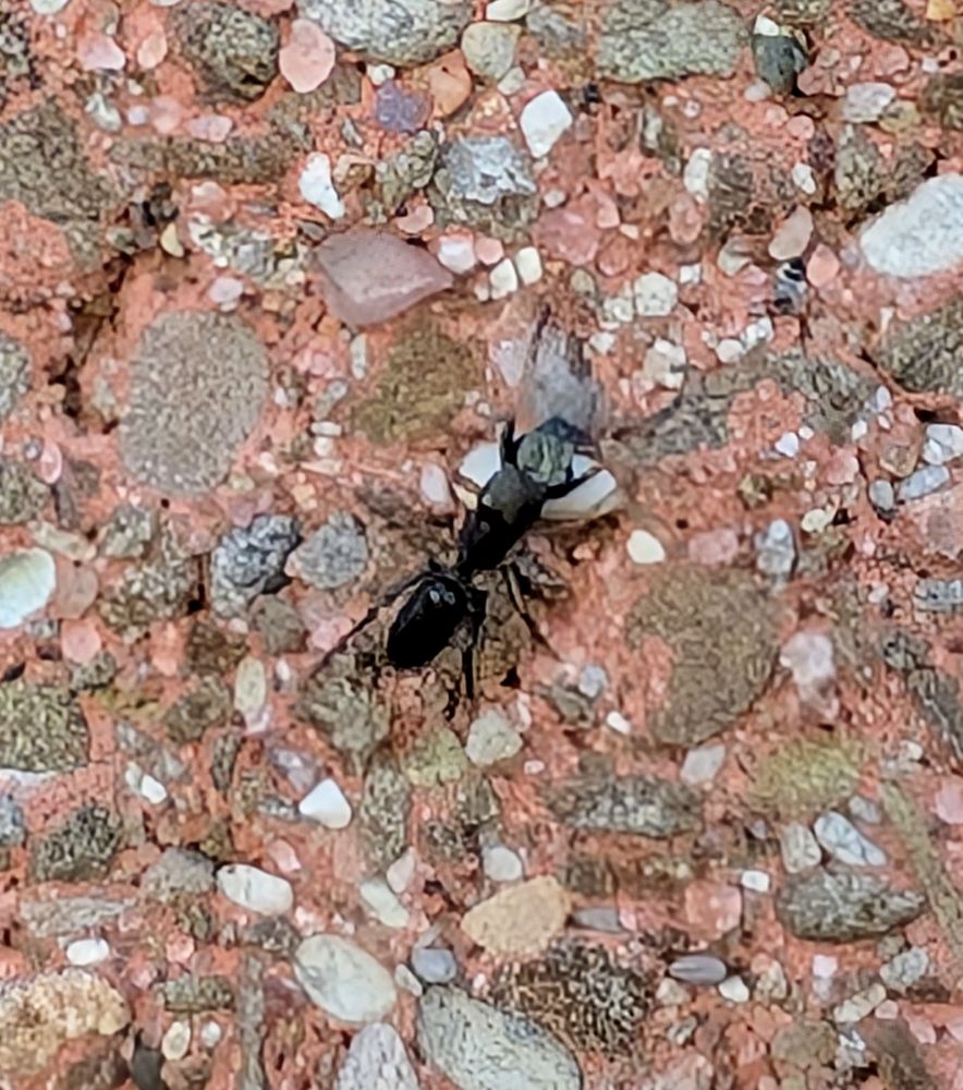 A small black vaguely ant-shaped critter with huge jaws scurrying about on a rough red brick wall