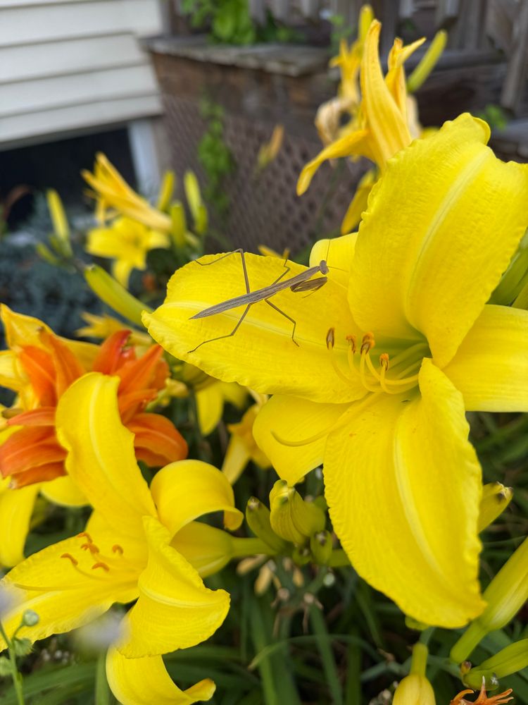 A praying mantis sitting on a yellow lily with more orange and yellow asiatic lilies around it in an overgrown bed