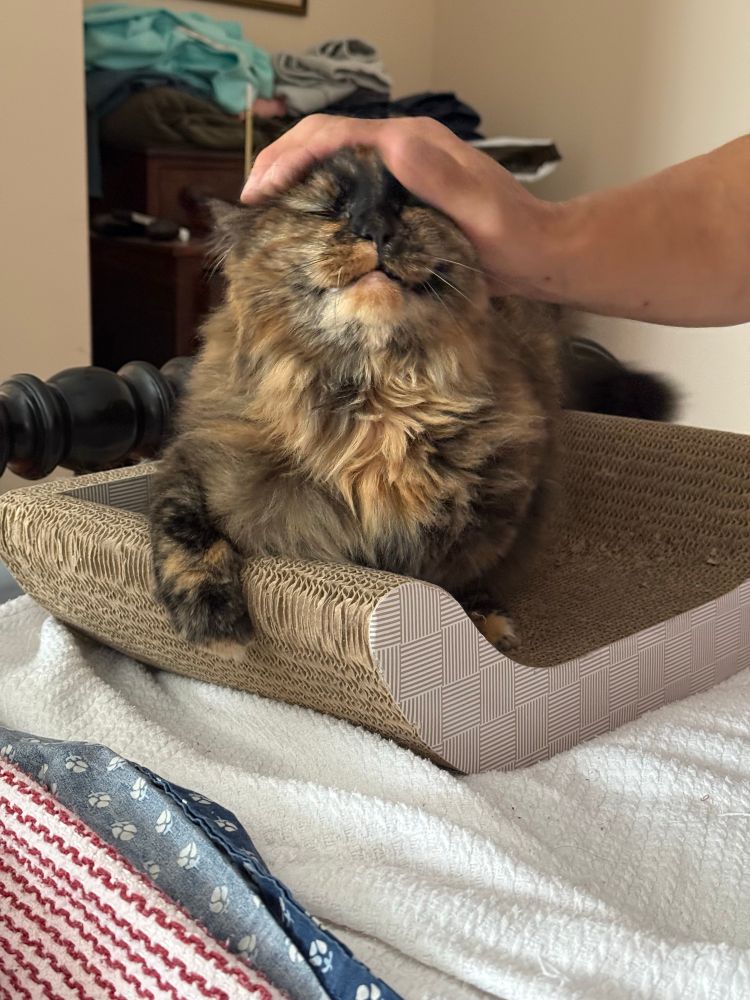 A little cat, enjoying her morning before a road trip she's being kept unaware of 