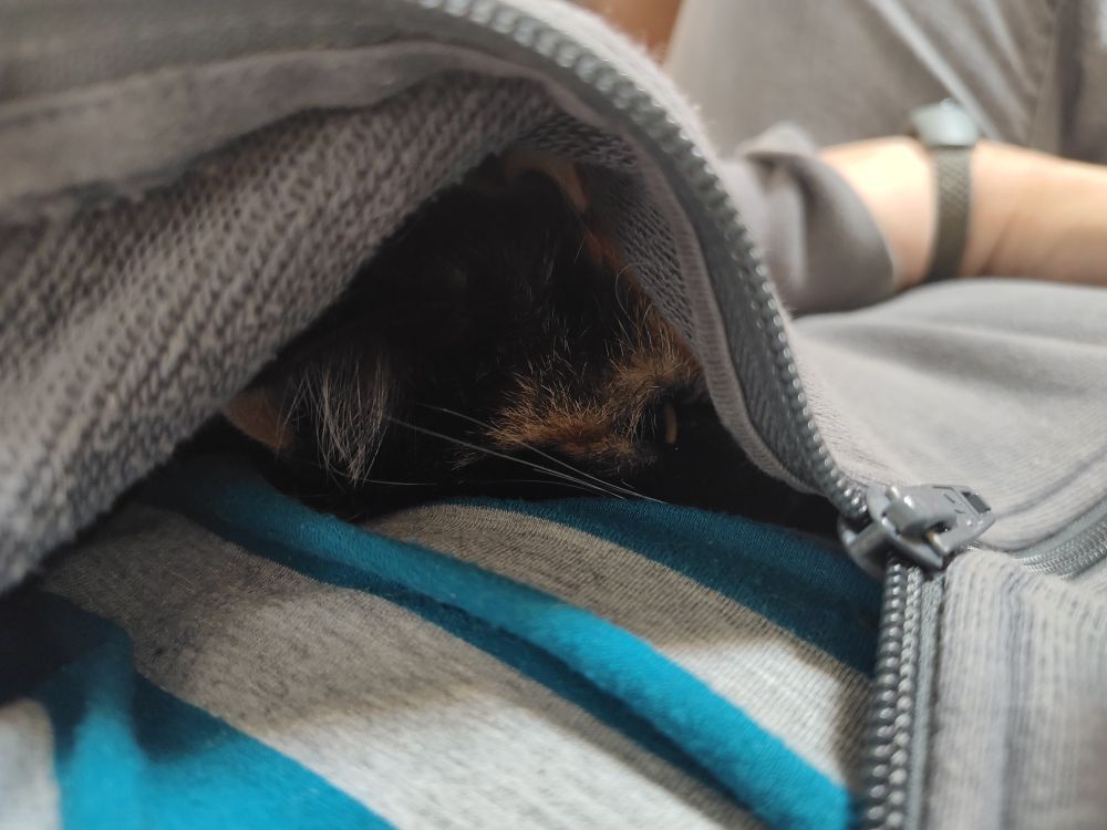 A peek inside reveals the bulge to be a small furry creature 