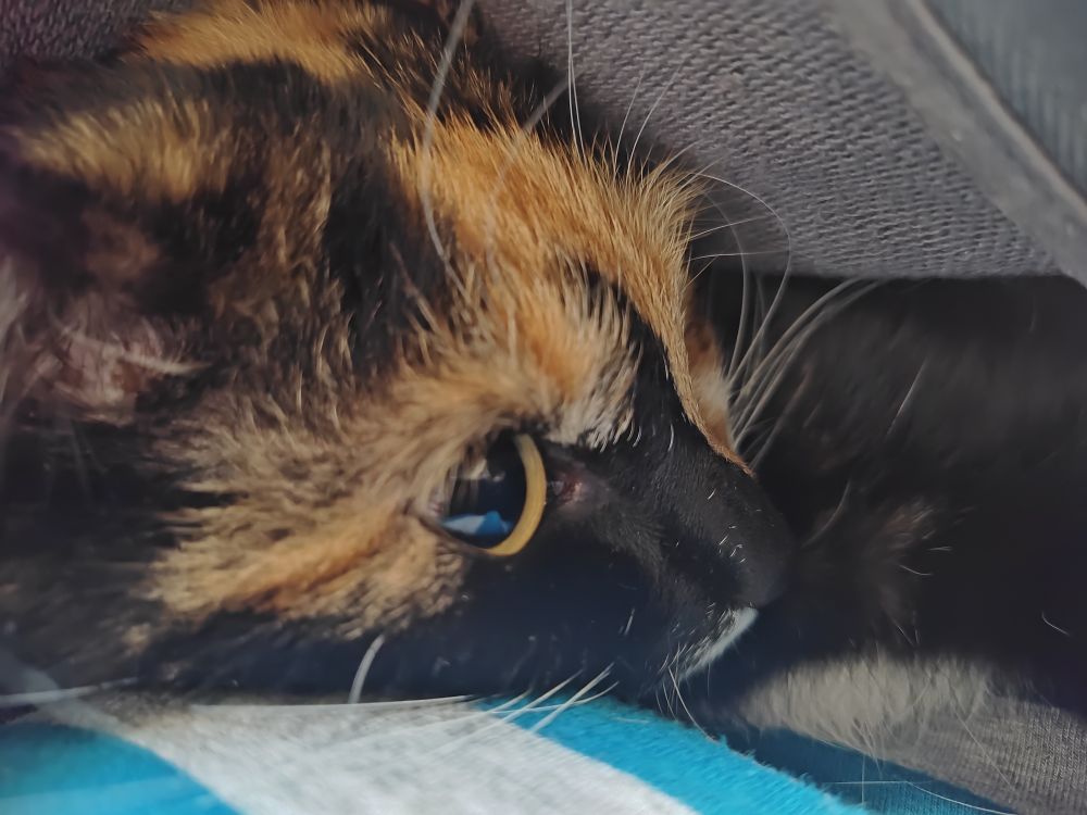 A closer peek reveals a tortoiseshell cat #CatsOfBluesky