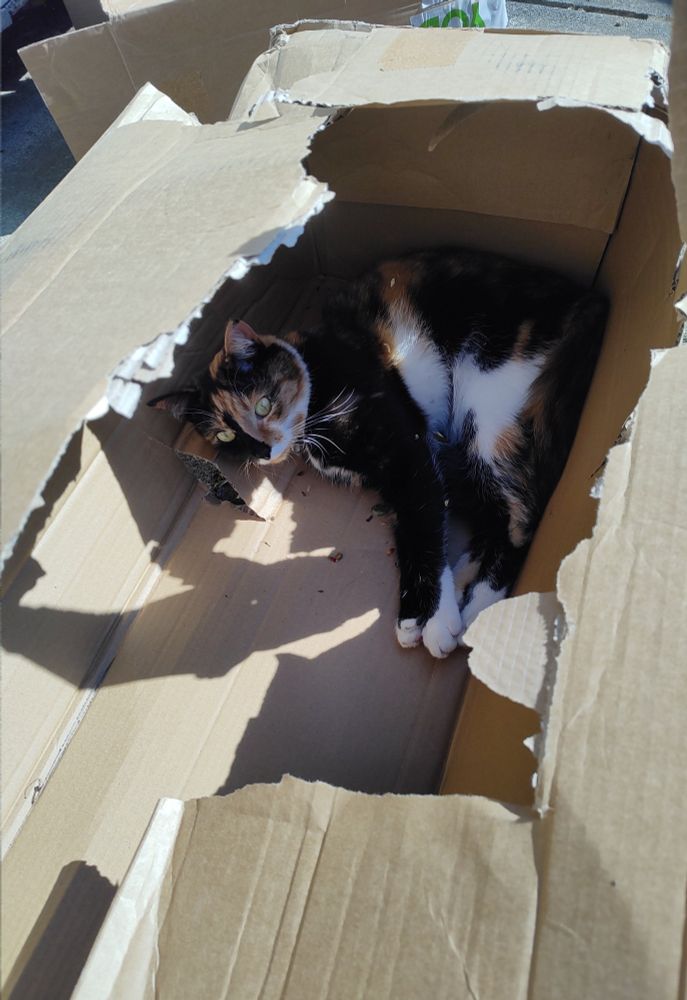 A tortoiseshell cat lies inside a cardboard box on a hot day.  It is very bright and the shadows are long.