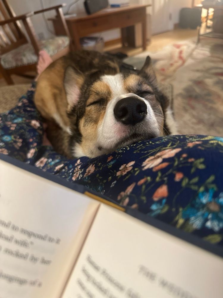 Tyler the corgi having a smol snooze on his mom’s leg. 