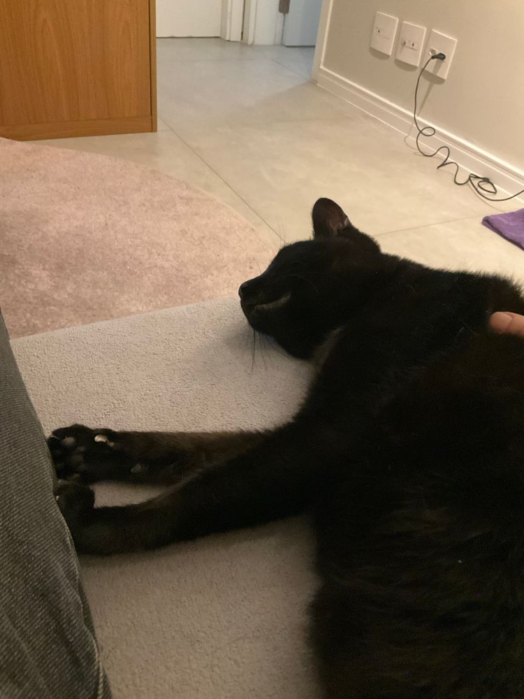 Gata preta deitada de lado no sofá com as patas apoiadas nas minhas pernas