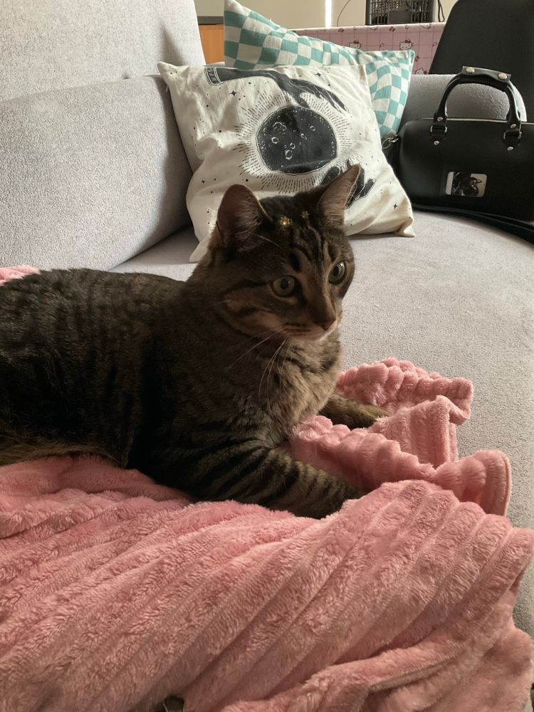 Gato tigrado gorducho muito fofo deitado no sofá em cima de uma cobertinha rosa