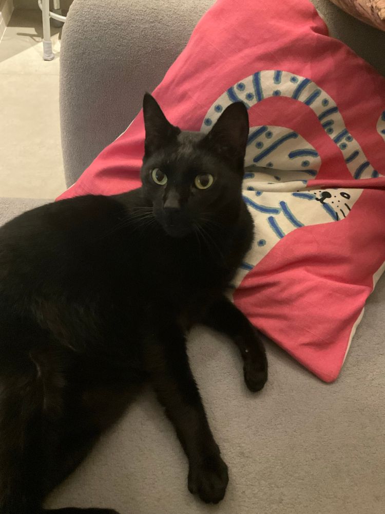 Gata preta muito linda deitada no sofá cinza apoiada em almofada rosa de gatinho 