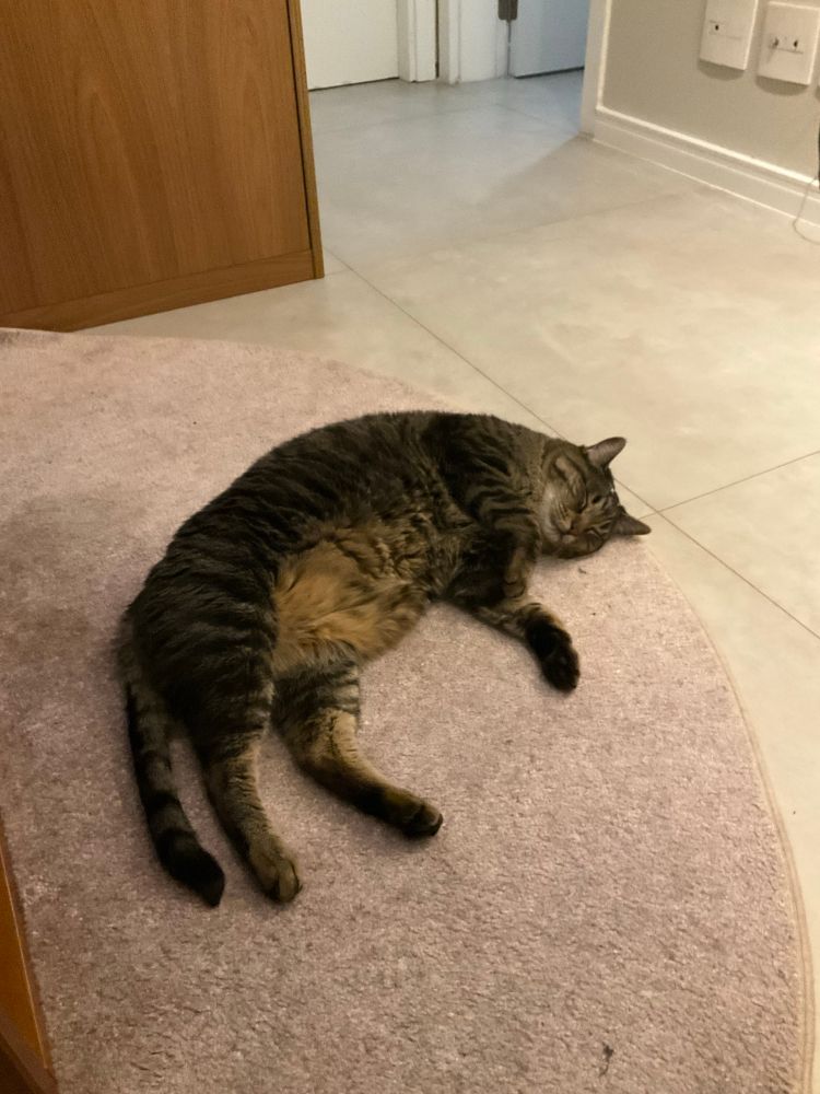 Gato tigrado gorducho deitado no tapete rosa