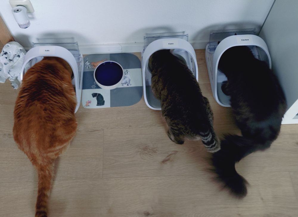 Drei Katzen fressen, jeder aus seinem Futterautomat. Eine rote, eine getigerte und eine schwarze Katze 