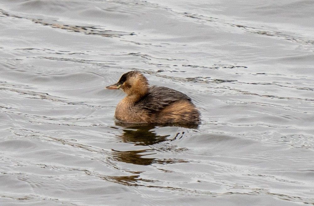 Dodaars - Tachybaptus ruficollis