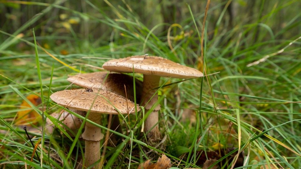 Parelamaniet - Amanita rubescens