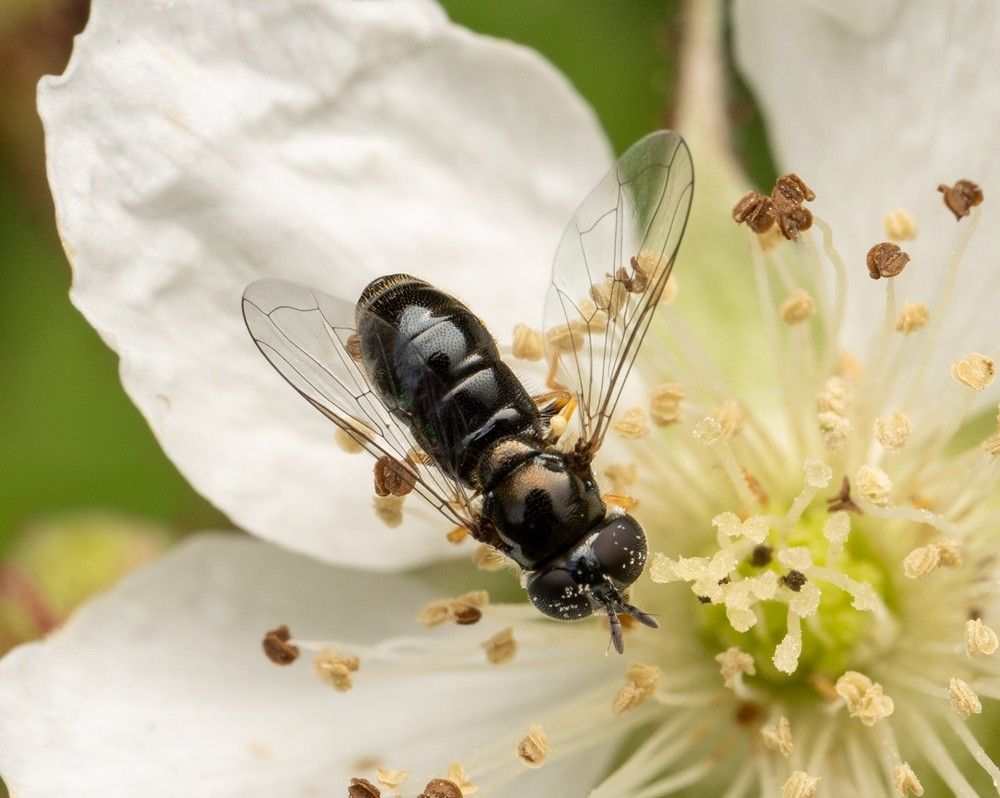 Gewoon krieltje - Paragus haemorrhous