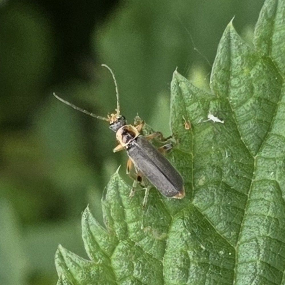 Gestreepte weekkever - Cantharis nigricans
