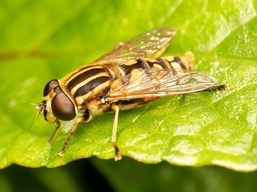 Gewone pendelvlieg - Helophilus pendulus