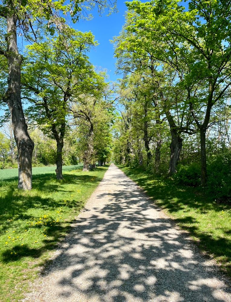 Das Bild zeigt einen Spazierweg in einem Park. Links und rechts Wiese und schlanke Bäume. Da die Aufnahme im Frühjahr gemacht wurde sind die Blätter noch klein und nicht sehr dicht. Der Schatten den sie auf den Weg werfen sieht daher wie ein schönes Muster aus. Darüber wolkenloser blauer Himmel.
